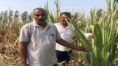 Farming success story