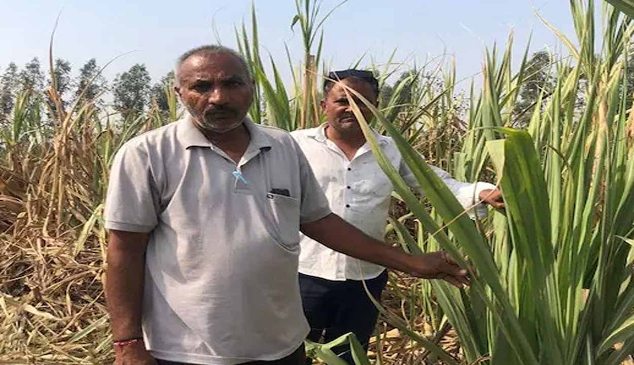 Farming success story