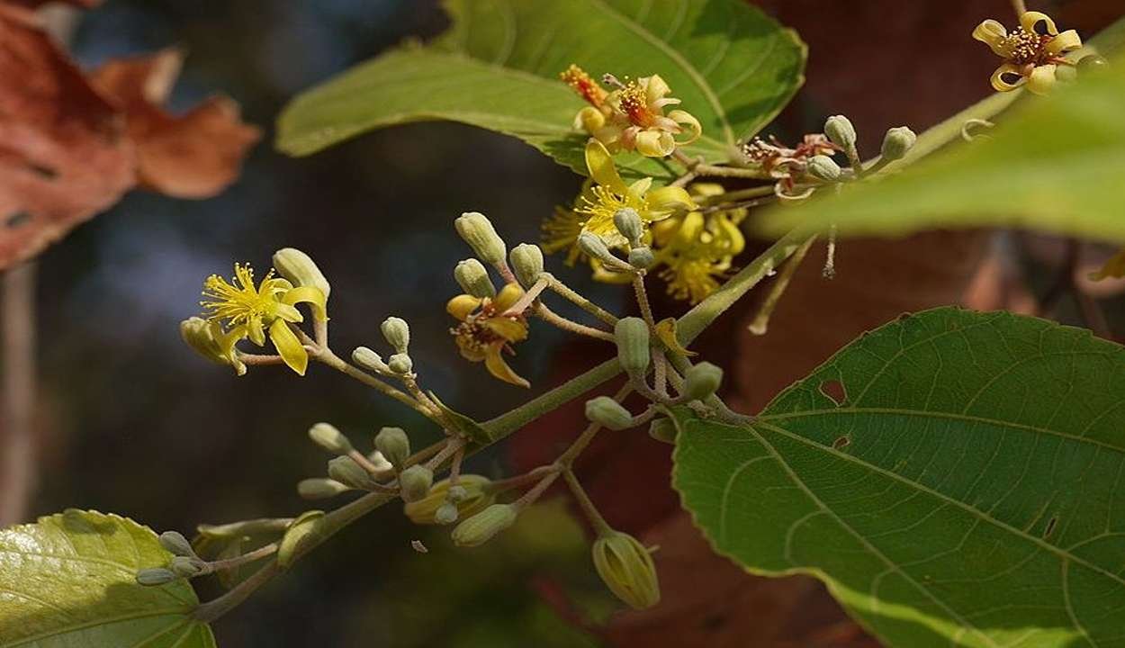 Grewia subinaequalis