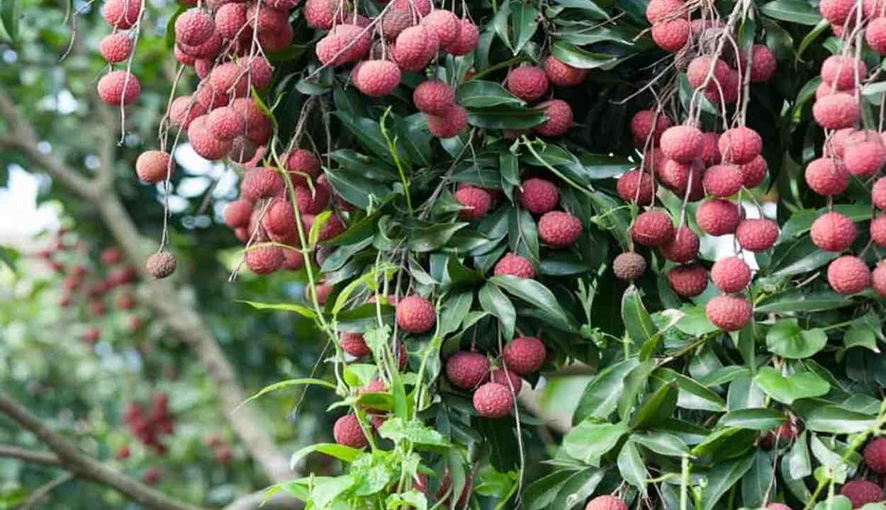 Litchi cultivation