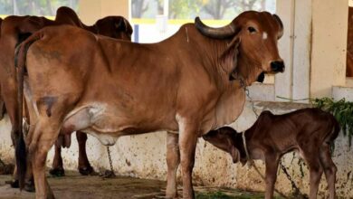Livestock subsidy scheme