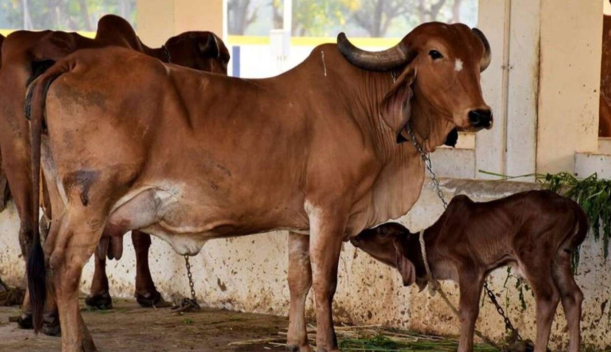 Livestock subsidy scheme