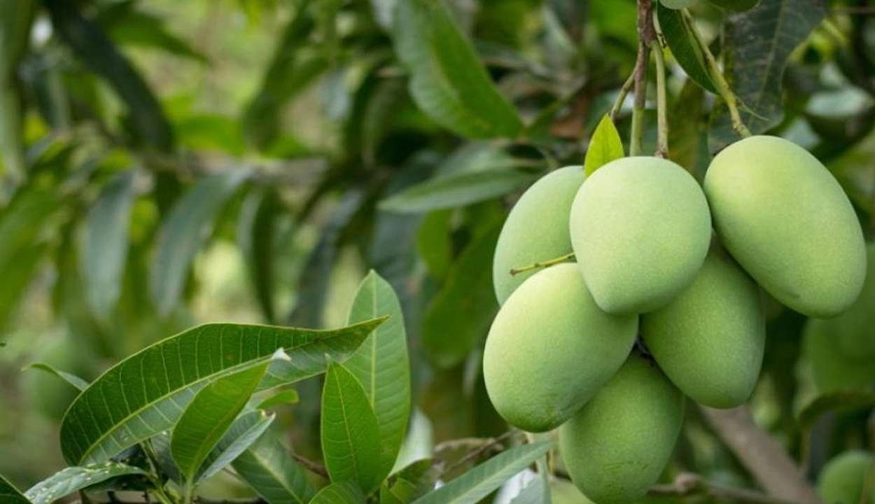 Mango cultivation