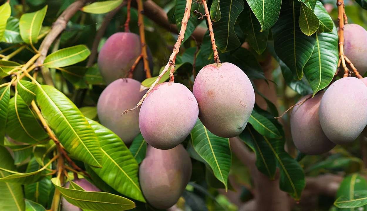Mango cultivation