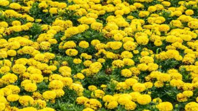 Marigold cultivation