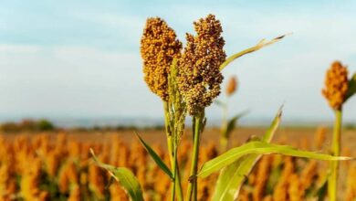 Millet cultivation