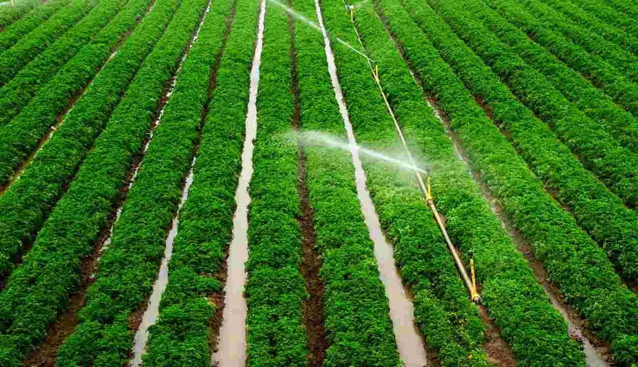 Mini sprinkler plant scheme