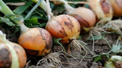 Onion cultivation
