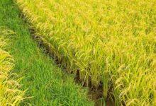 Paddy farming tips