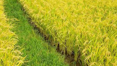 Paddy farming tips