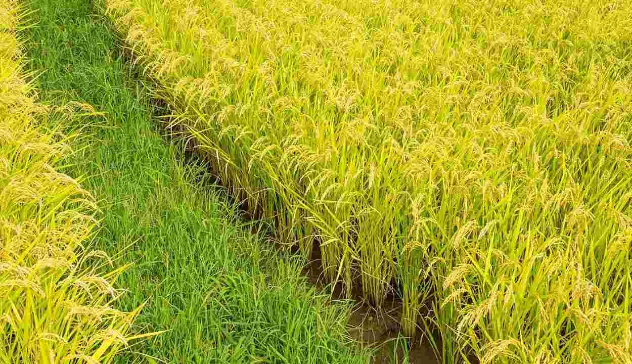 Paddy farming tips