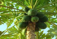 Papaya farming
