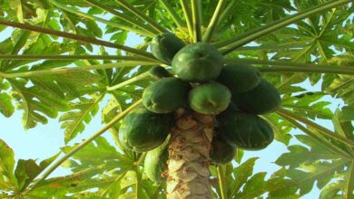 Papaya farming