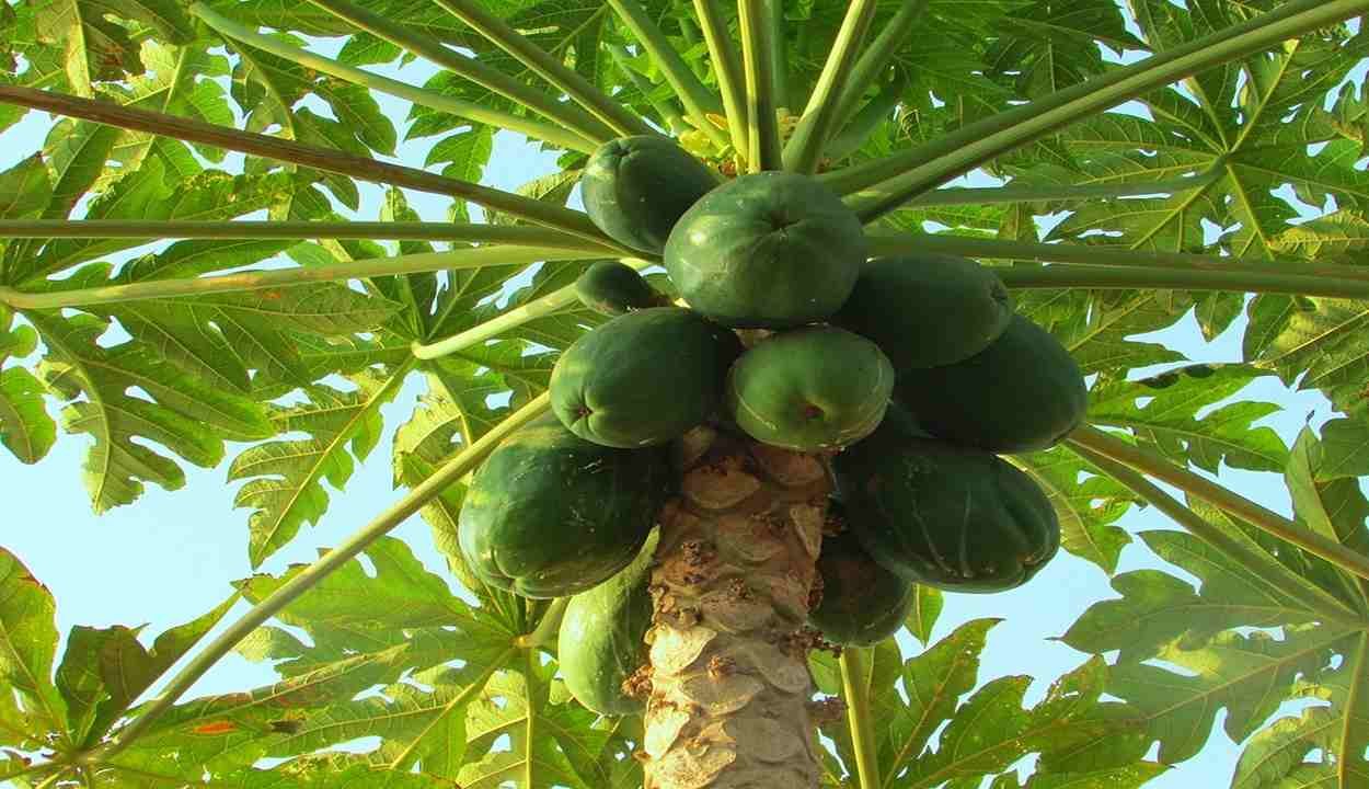 Papaya farming
