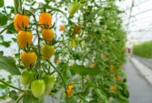 Rooftop farming scheme