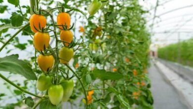 Rooftop farming scheme