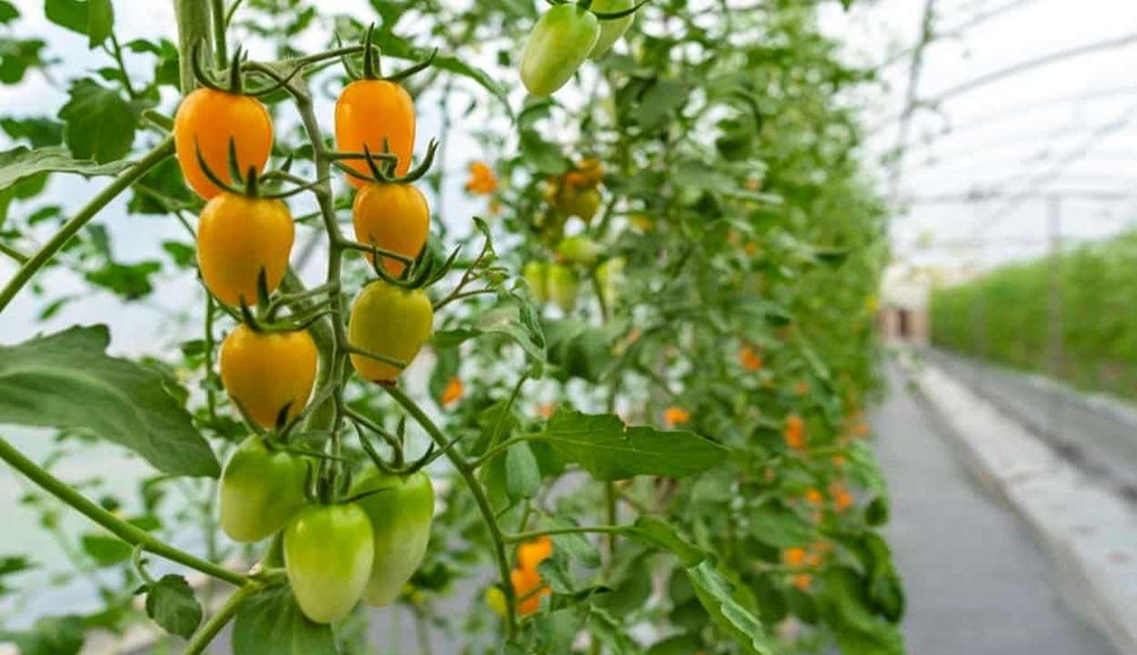Rooftop farming scheme