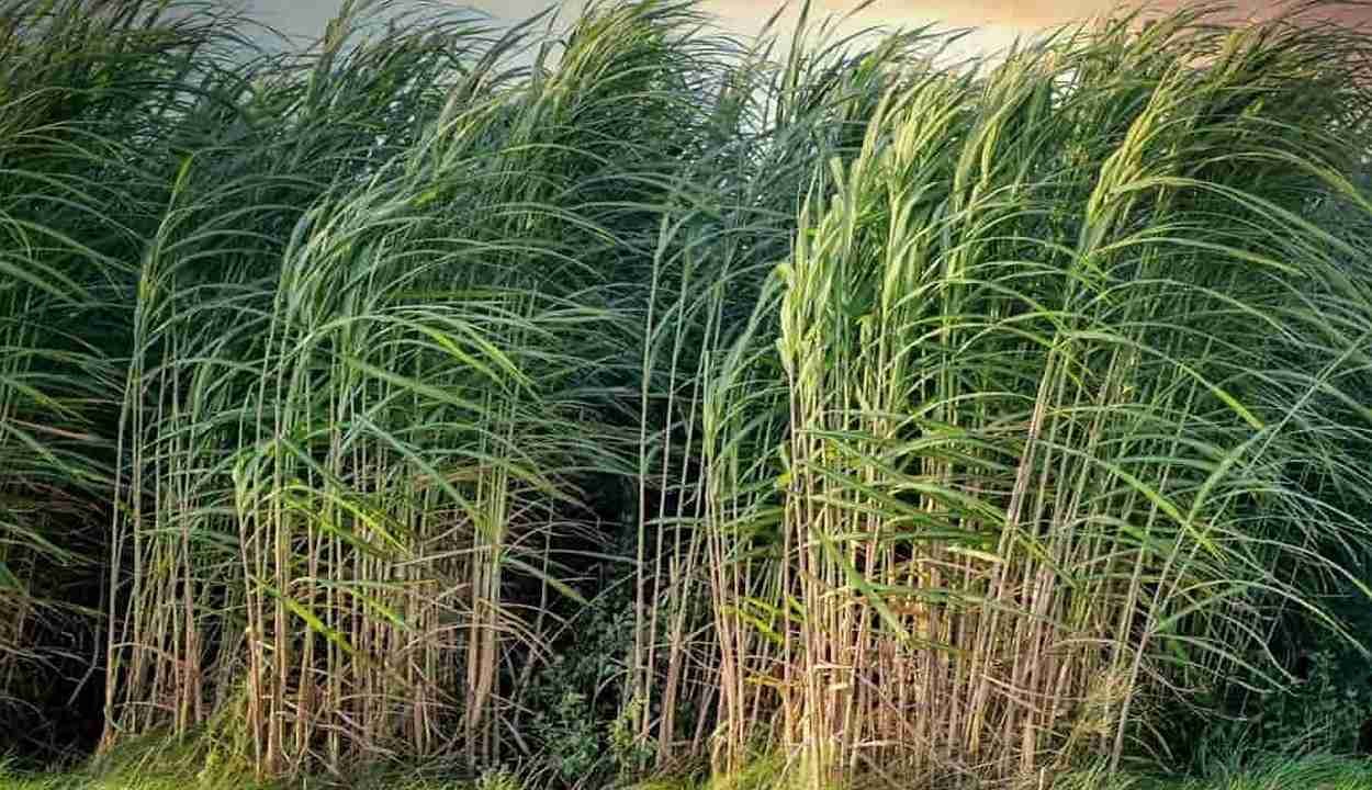 Sugarcane farming tips