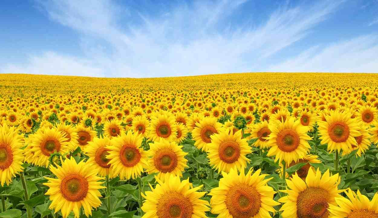 Sunflower cultivation