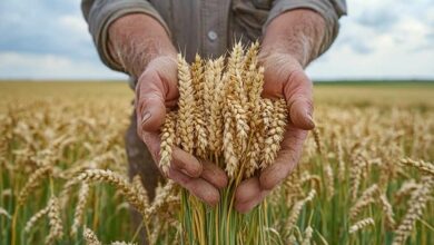 Wheat crop
