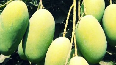 Agriculture news
