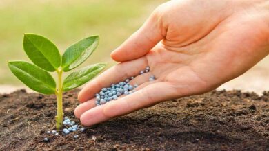 Bacteria bio fertilizer