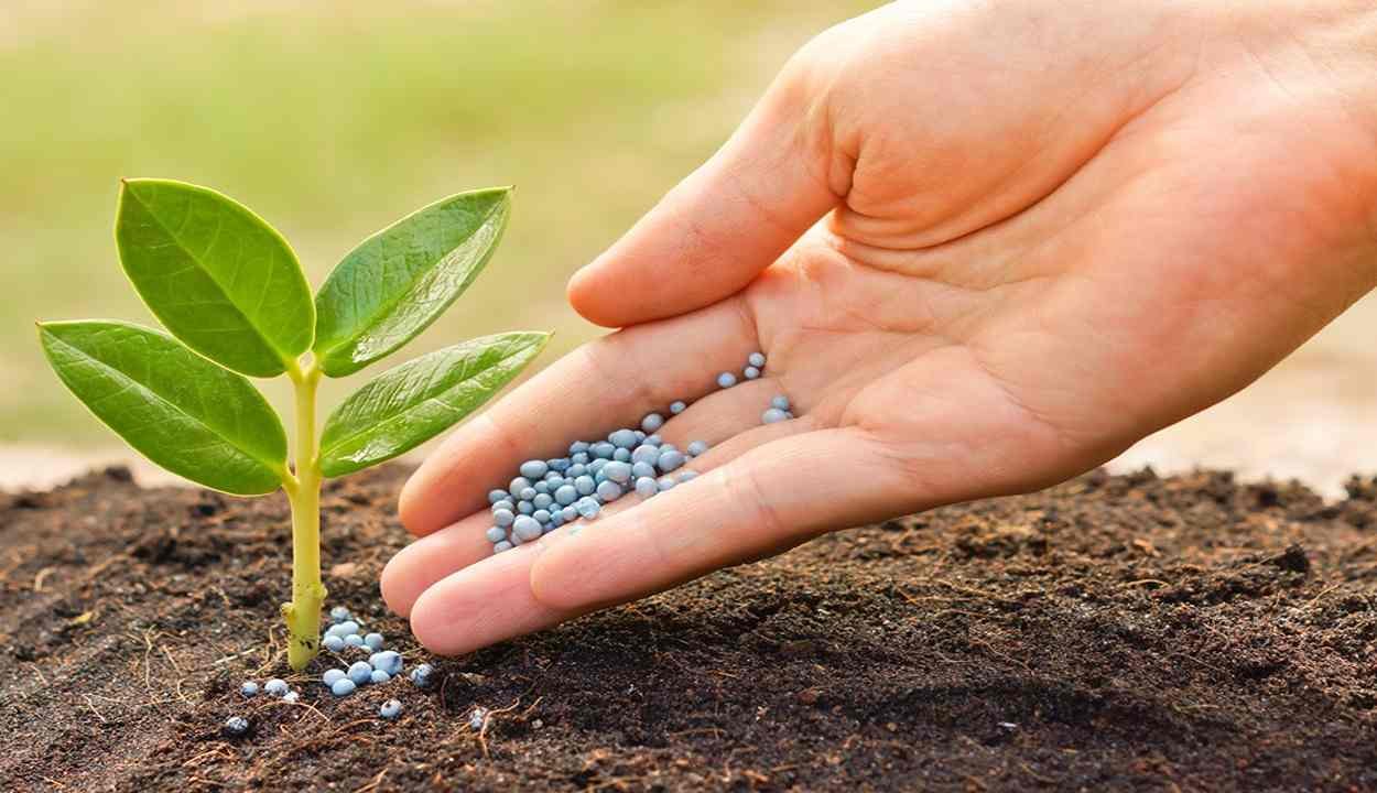 Bacteria bio fertilizer