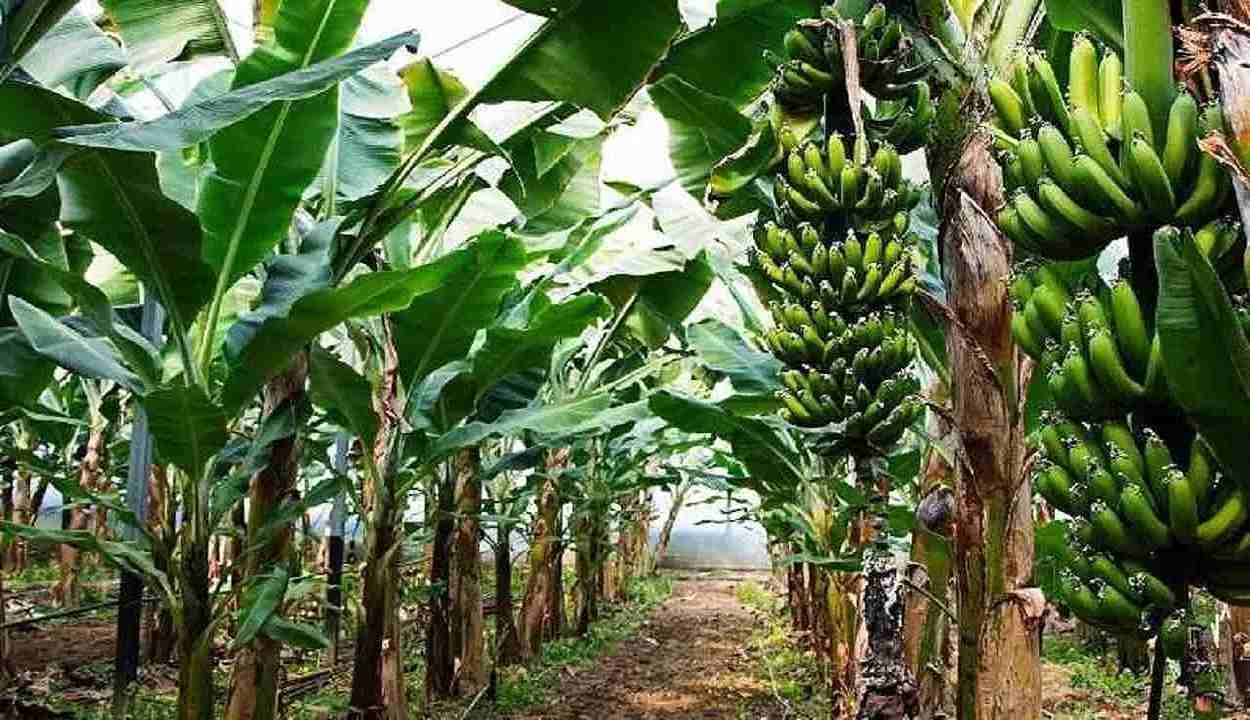 Banana cultivation