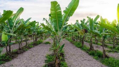 Banana farming