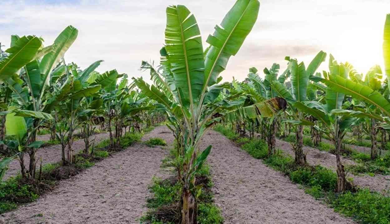 Banana farming