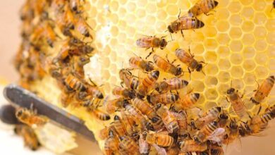 Beekeeping
