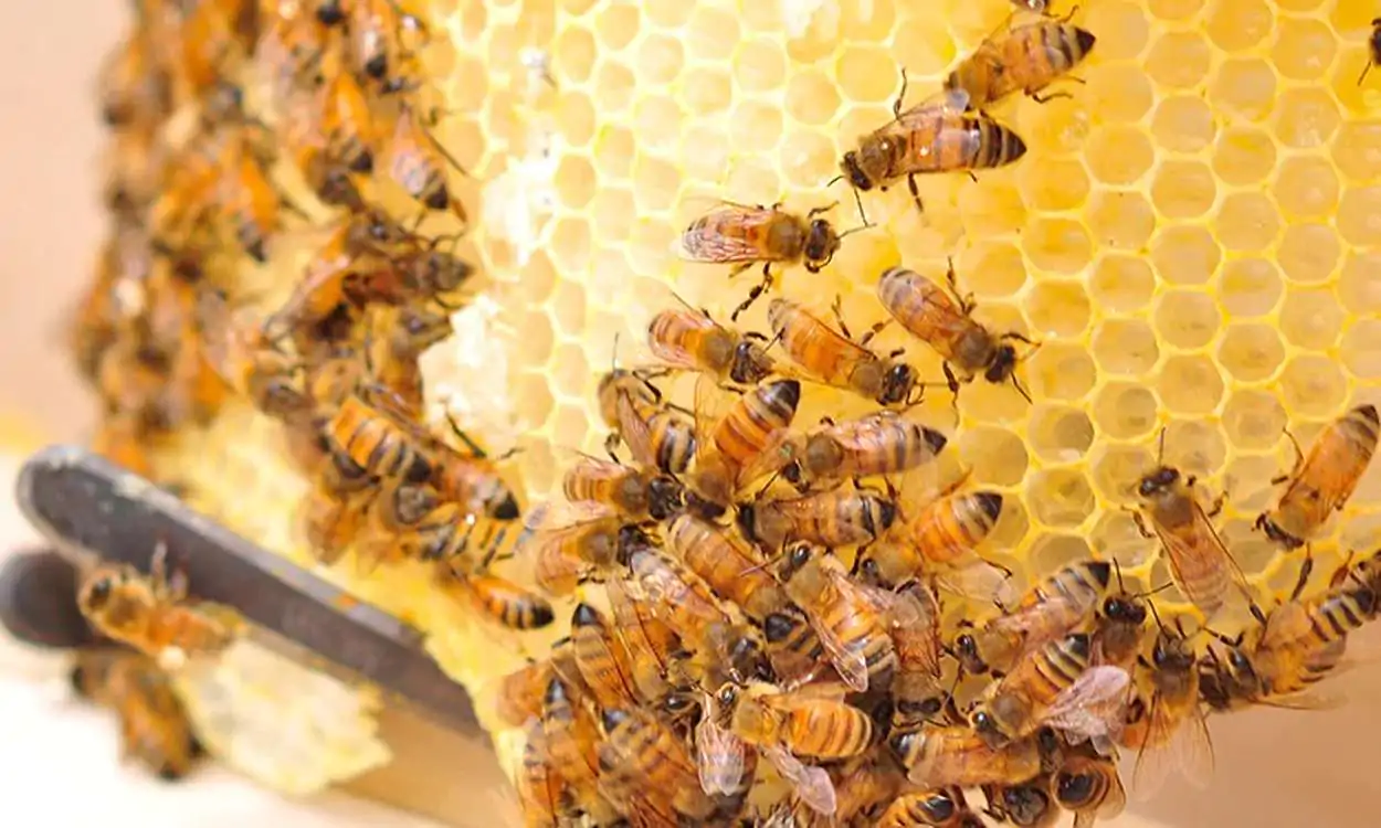 Beekeeping