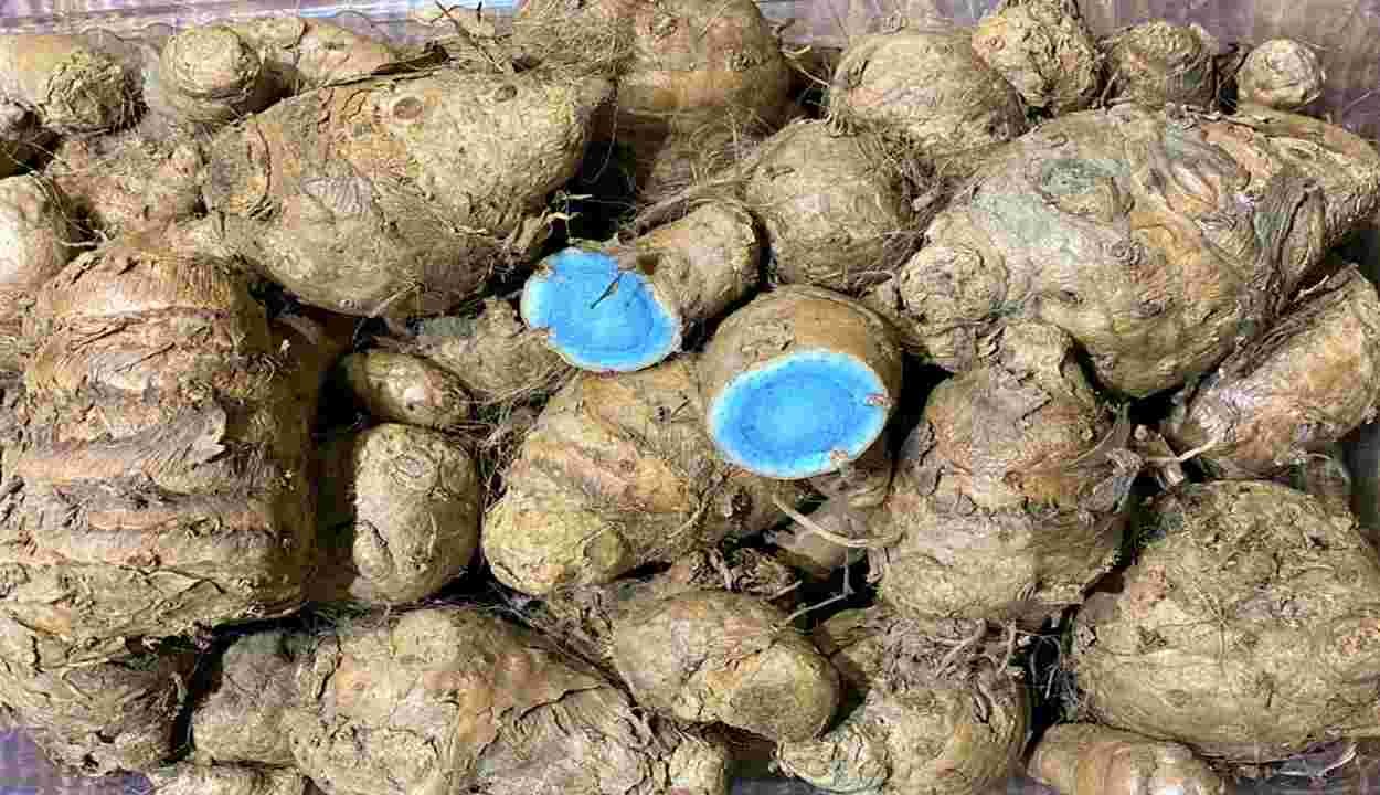 Black turmeric farming