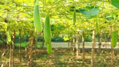 Bottle gourd farming