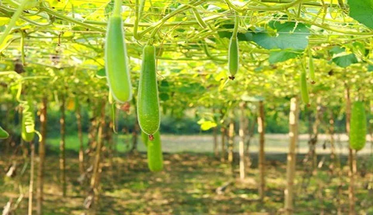 Bottle gourd farming