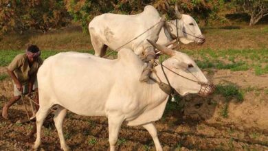 Bullock farming scheme