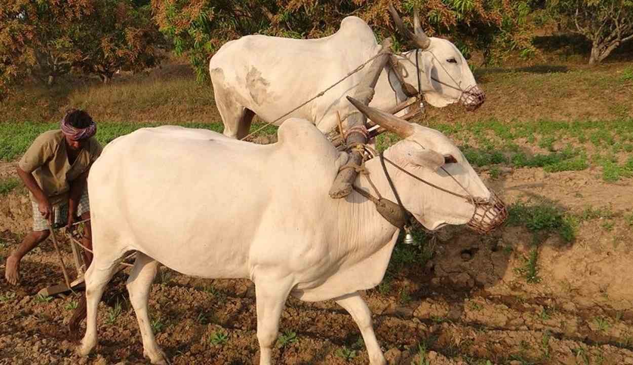 Bullock farming scheme