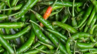 Chilli cultivation