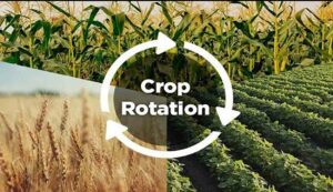Crop rotation technology