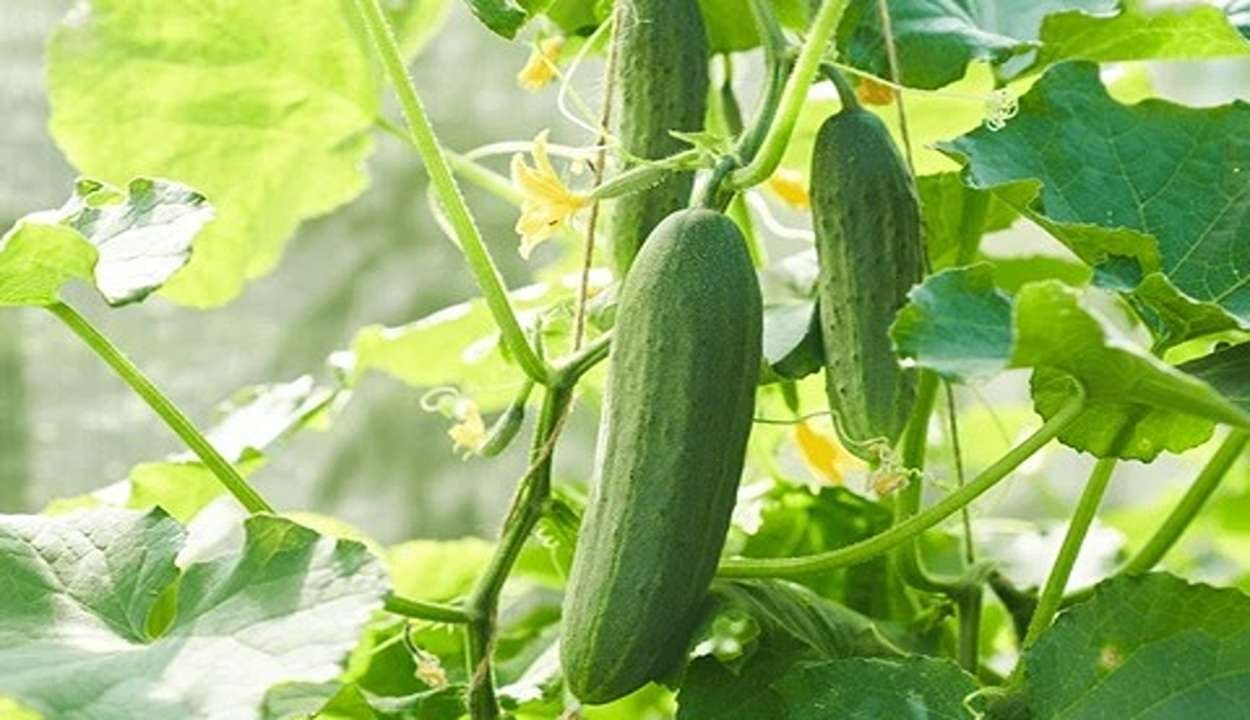 Cucumber farming