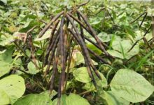 Cultivation of black urad
