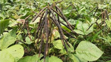 Cultivation of black urad