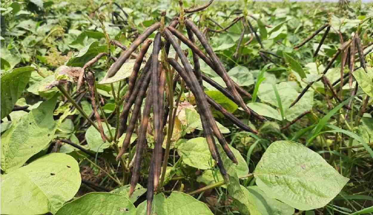 Cultivation of black urad