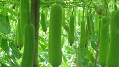 Cultivation of bottle gourd