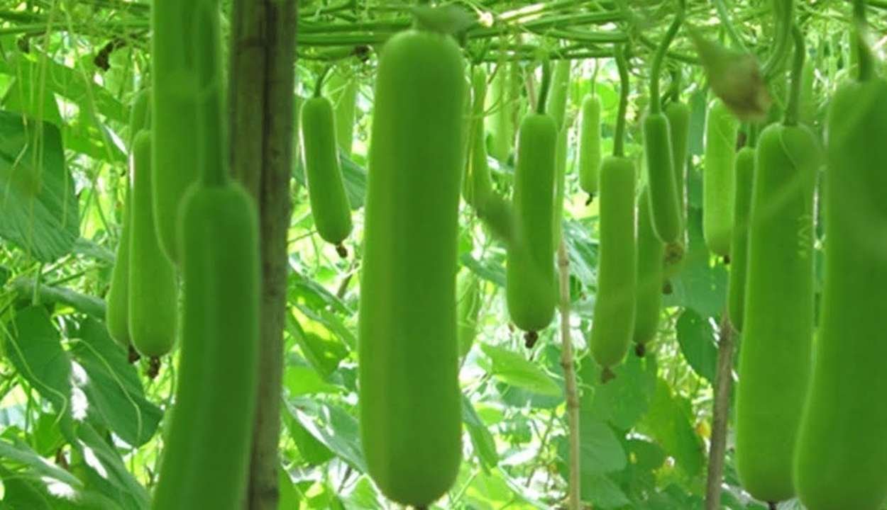 Cultivation of bottle gourd