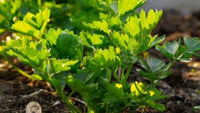 Cultivation of celery