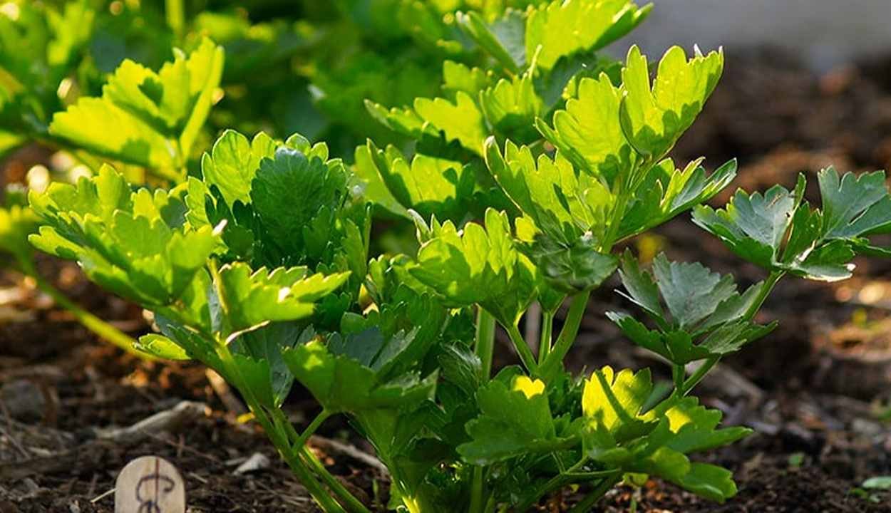 Cultivation of celery