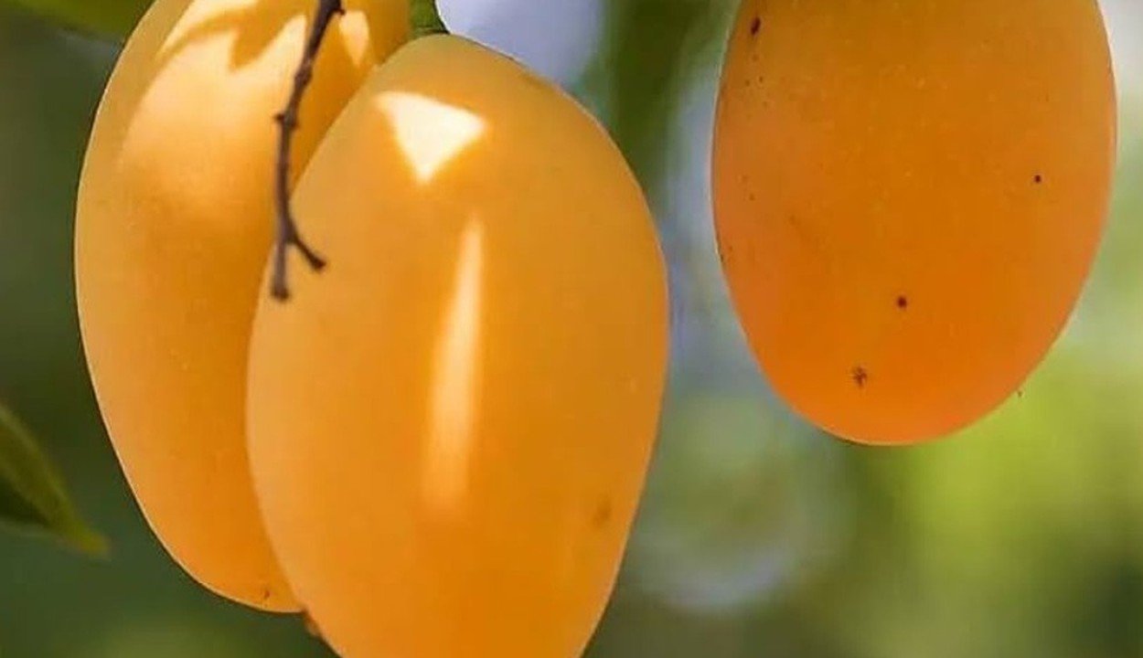 Cultivation of kesar mango