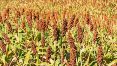 Cultivation of ragi
