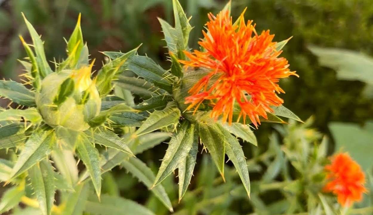 Cultivation of safflower